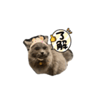 我が家の仲間、猫's（個別スタンプ：22）