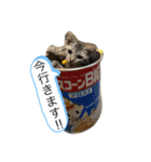 我が家の仲間、猫's（個別スタンプ：23）