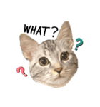 タレ目猫 小春さん 2（個別スタンプ：1）