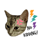 タレ目猫 小春さん 2（個別スタンプ：5）