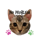 タレ目猫 小春さん 2（個別スタンプ：7）