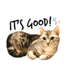 タレ目猫 小春さん 2（個別スタンプ：8）