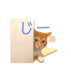 猫(こはく)のスタンプ（個別スタンプ：1）