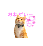 猫(こはく)のスタンプ（個別スタンプ：2）