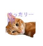 猫(こはく)のスタンプ（個別スタンプ：3）