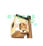 猫(こはく)のスタンプ（個別スタンプ：6）