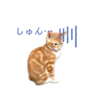猫(こはく)のスタンプ（個別スタンプ：7）