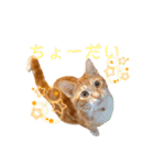 猫(こはく)のスタンプ（個別スタンプ：8）