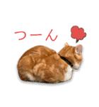 猫(こはく)のスタンプ（個別スタンプ：9）