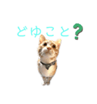 猫(こはく)のスタンプ（個別スタンプ：10）