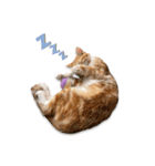 猫(こはく)のスタンプ（個別スタンプ：11）