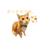 猫(こはく)のスタンプ（個別スタンプ：12）