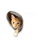 猫(こはく)のスタンプ（個別スタンプ：13）