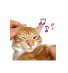 猫(こはく)のスタンプ（個別スタンプ：14）