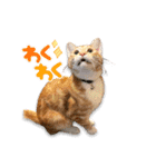 猫(こはく)のスタンプ（個別スタンプ：15）
