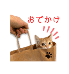 猫(こはく)のスタンプ（個別スタンプ：16）