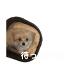 マルプー写真スタンプ（個別スタンプ：5）