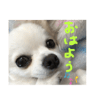 チワワのこたスタンプ（個別スタンプ：2）