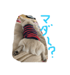 チワワのこたスタンプ（個別スタンプ：6）