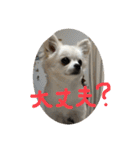 チワワのこたスタンプ（個別スタンプ：8）