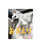 チワワのこたスタンプ（個別スタンプ：21）