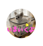 チワワのこたスタンプ（個別スタンプ：26）