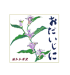 ミチコばあば NO22 秋の花 A（個別スタンプ：5）