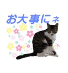 小春びより-2（個別スタンプ：9）