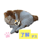 小春びより-2（個別スタンプ：11）
