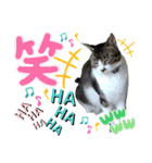小春びより-2（個別スタンプ：16）
