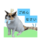 小春びより-2（個別スタンプ：20）