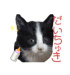 小春びより-2（個別スタンプ：23）