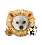 愛犬らんまる（個別スタンプ：1）