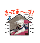 愛犬らんまる（個別スタンプ：5）