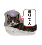 むげりん（個別スタンプ：5）