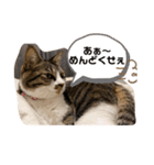 むげりん（個別スタンプ：6）