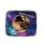 フェレットるぅ（個別スタンプ：1）