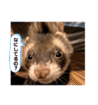 フェレットるぅ（個別スタンプ：2）