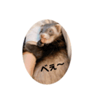 フェレットるぅ（個別スタンプ：3）