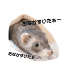 フェレットるぅ（個別スタンプ：5）