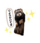 フェレットるぅ（個別スタンプ：6）