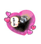 フェレットるぅ（個別スタンプ：7）