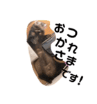 フェレットるぅ（個別スタンプ：8）