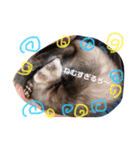 フェレットるぅ（個別スタンプ：10）