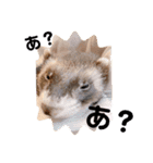 フェレットるぅ（個別スタンプ：11）