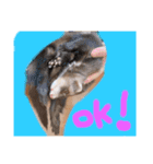フェレットるぅ（個別スタンプ：14）