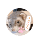 フェレットるぅ（個別スタンプ：16）