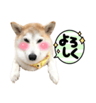 柴犬と猫④（個別スタンプ：1）