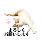 柴犬と猫④（個別スタンプ：2）