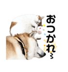 柴犬と猫④（個別スタンプ：3）